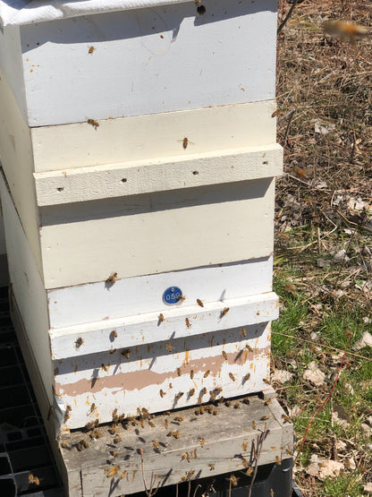 1 Pound Raw Honey from Finger Lakes Region NY- unfiltered, not pasteurized