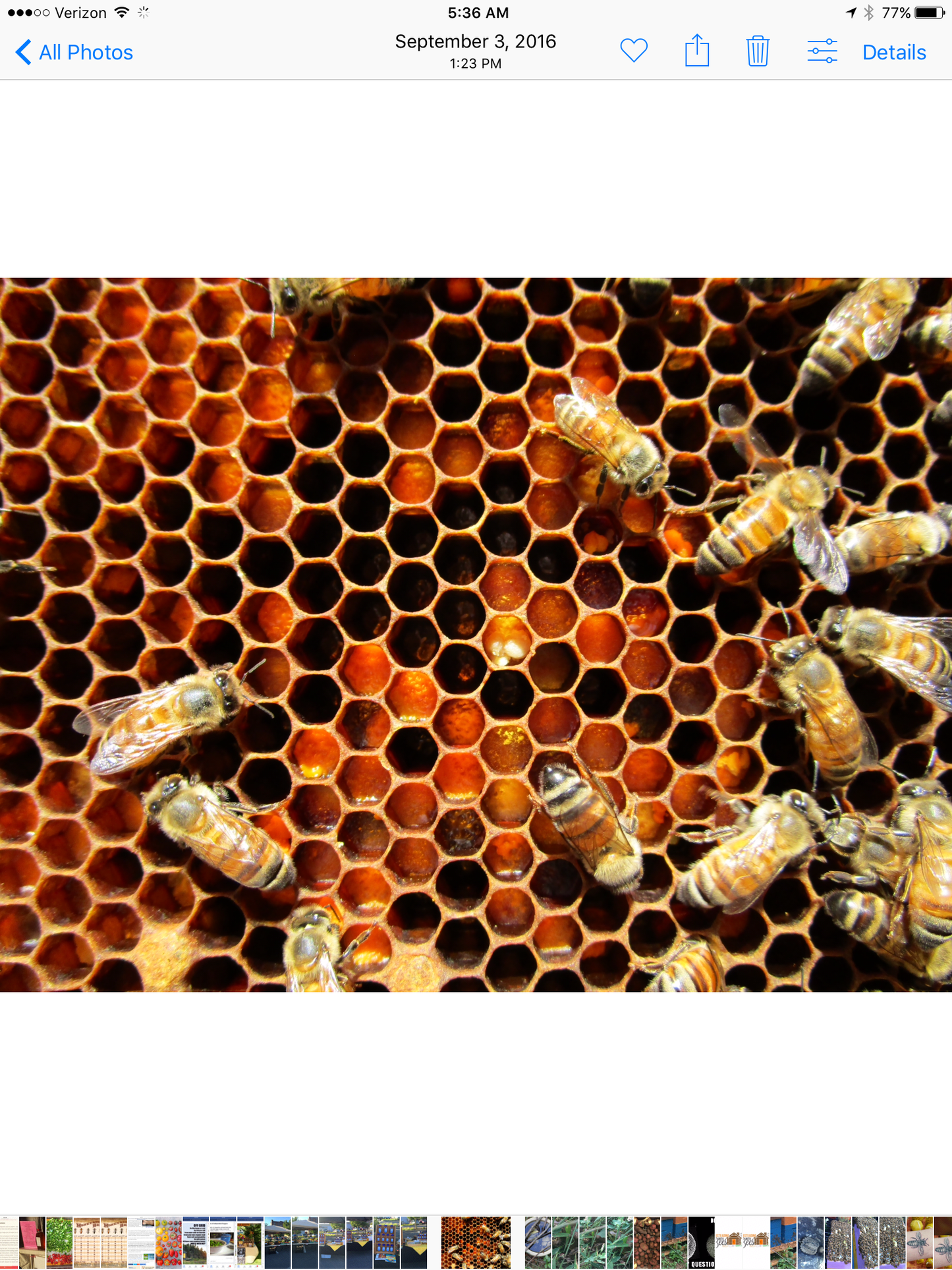 Eastern White Pine (Pinus strobus) Infused Raw Honey Honey- 5 ounces