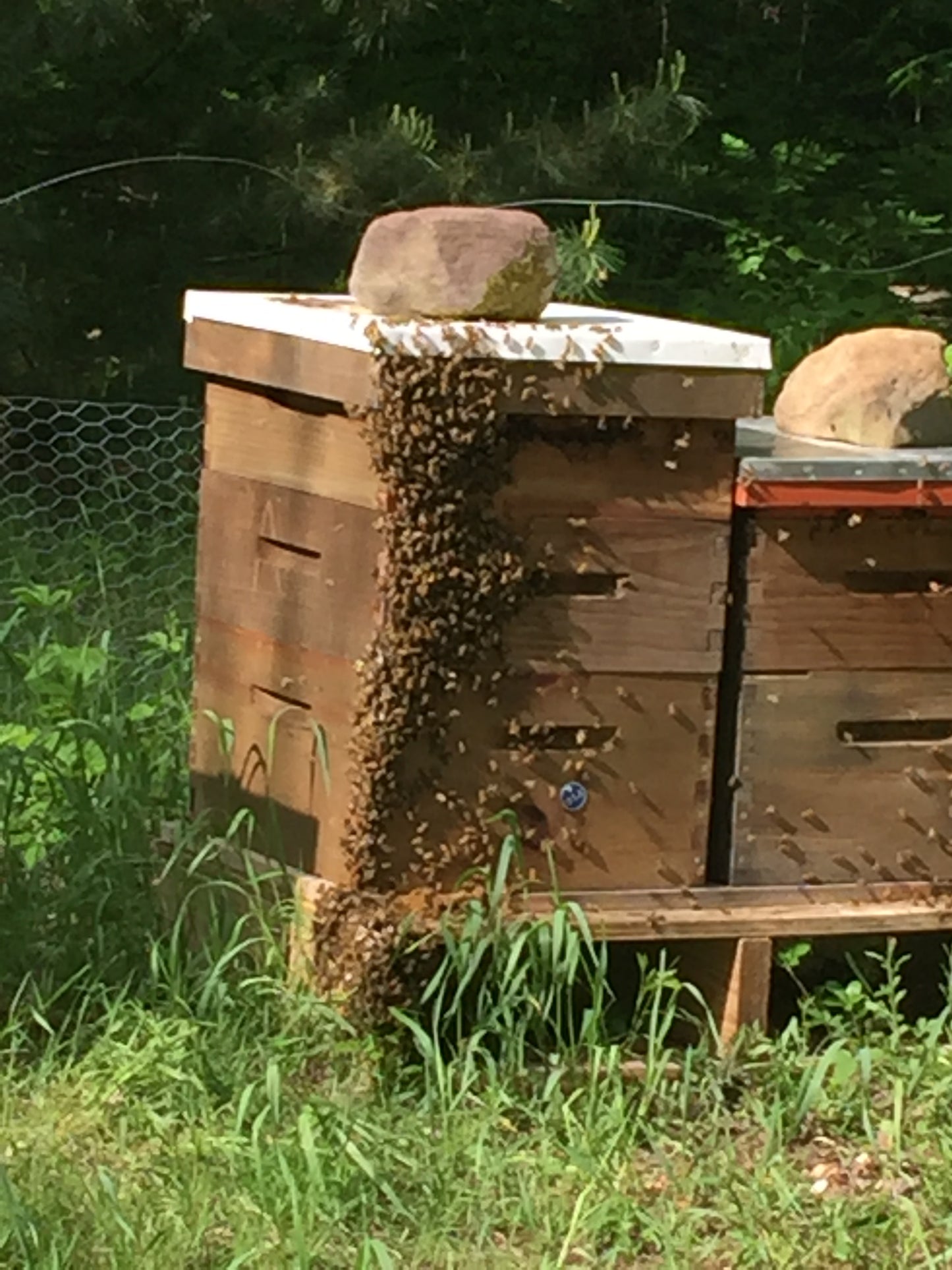 1 Pound Raw Honey from Finger Lakes Region NY- unfiltered, not pasteurized