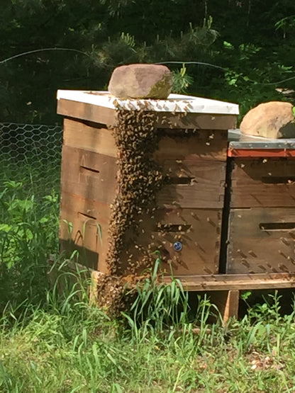 1 Pound Raw Honey from Finger Lakes Region NY- unfiltered, not pasteurized
