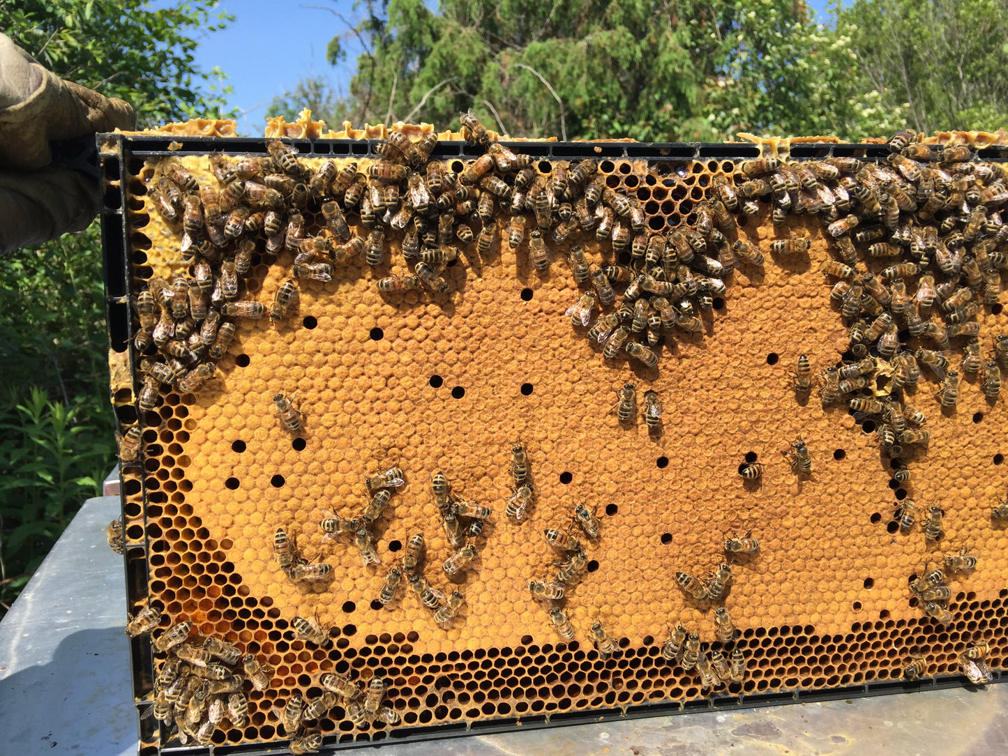 1 Pound Raw Honey from Finger Lakes Region NY- unfiltered, not pasteurized
