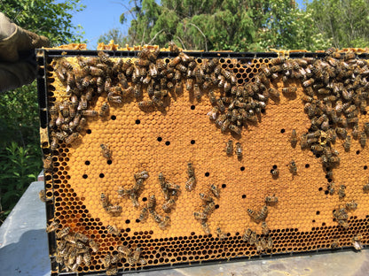 1 Pound Raw Honey from Finger Lakes Region NY- unfiltered, not pasteurized